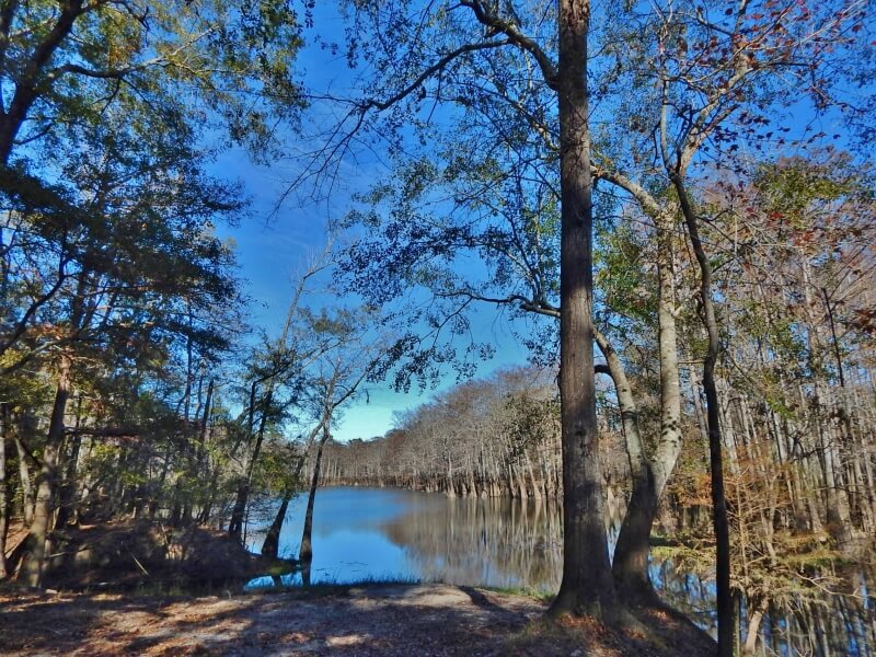 timberland-for-sale-in-Mississippi