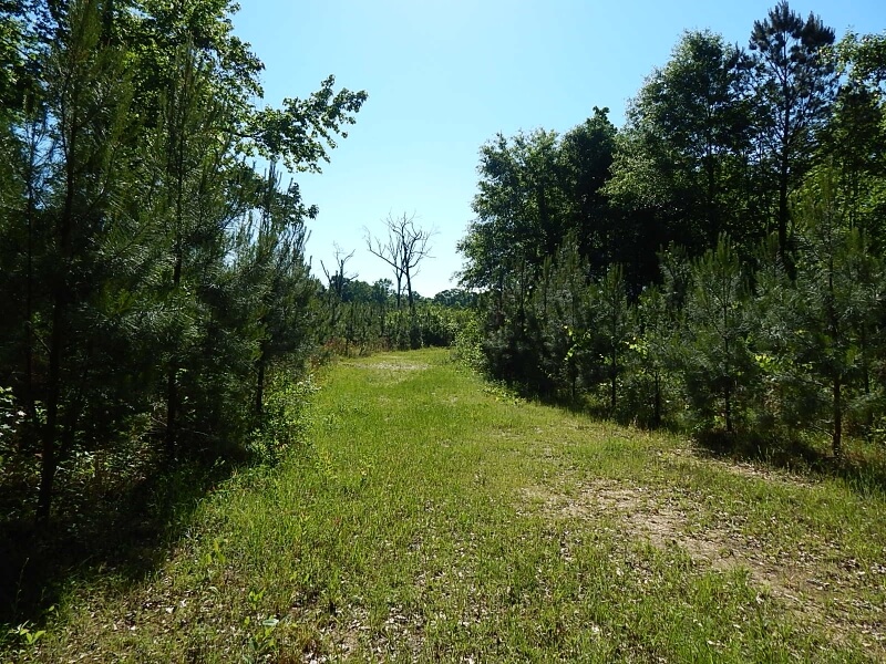 Land for sale in Walthall County MS