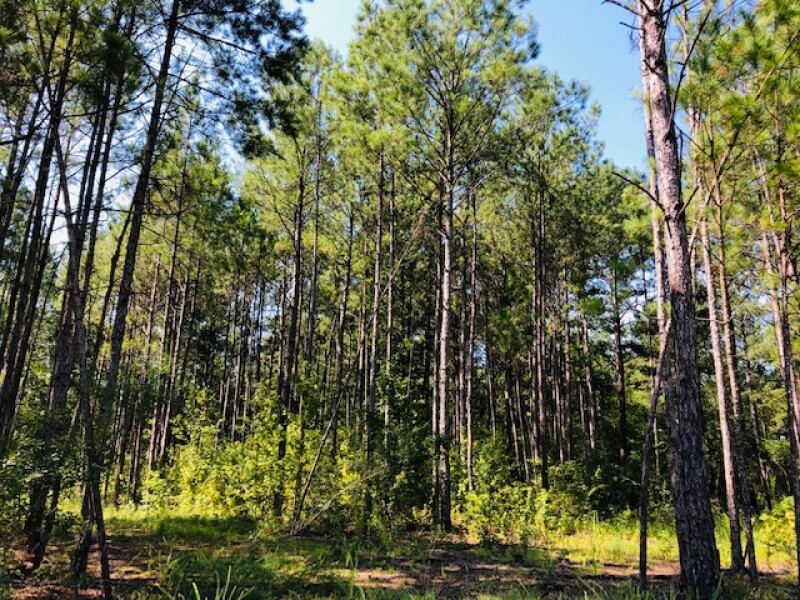 land-for-sale-in-marion-county-ms