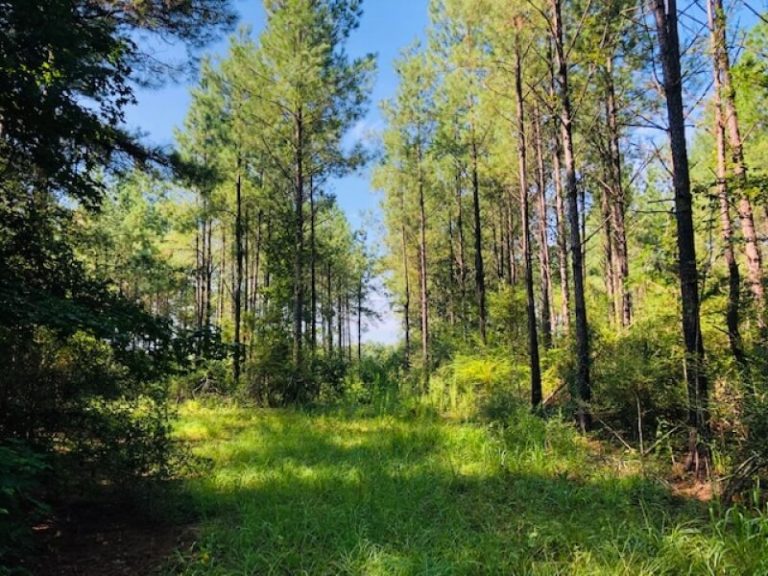 Hunting Land For Sale in Mississippi Property For Sale in MS Real