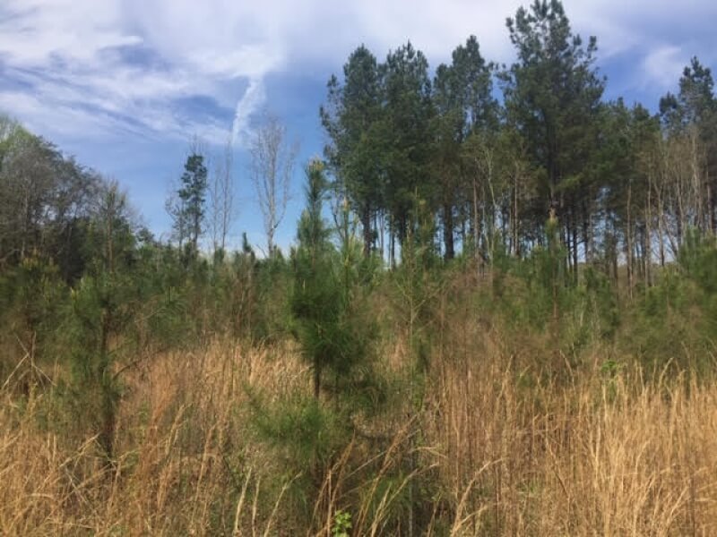 Marion-county-ms-land-for-sale