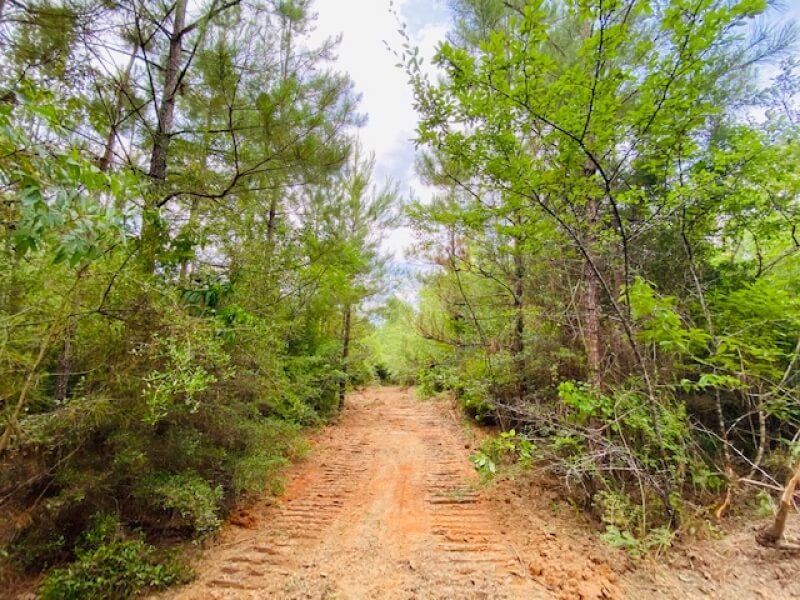 Hunting land for sale in Mississippi