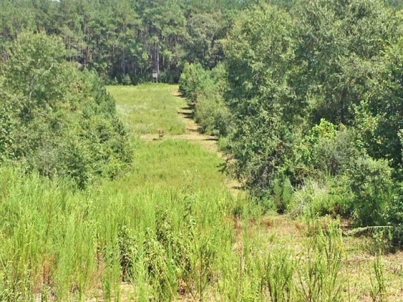 Hunting land for sale in Walthall County MS