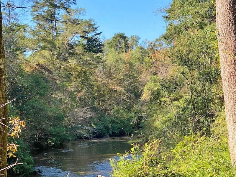 Hunting land for sale in Walthall County MS