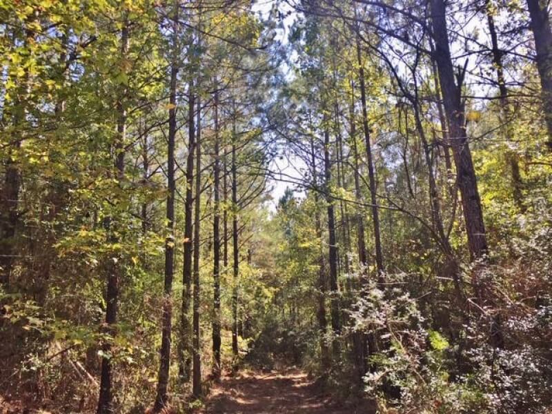 Hunting land for sale in Pike County MS