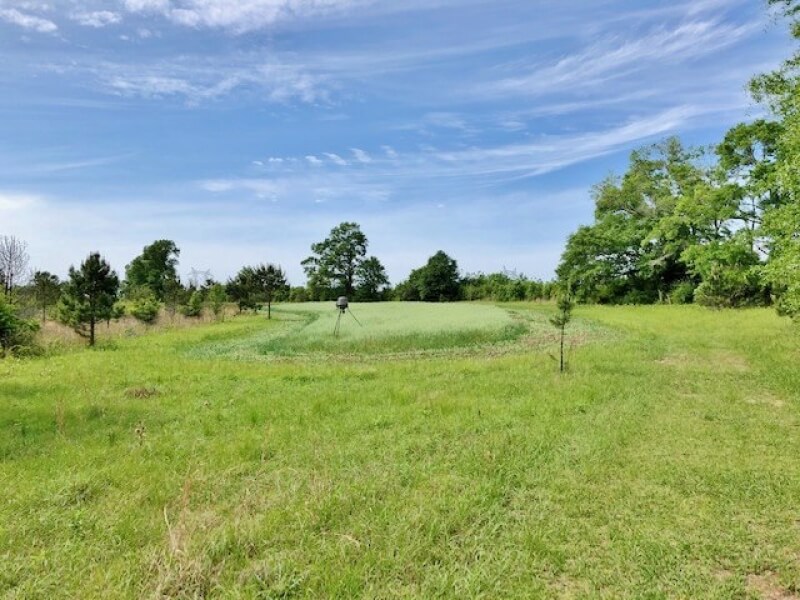 Land-for-sale-in-Walthall-county-MS