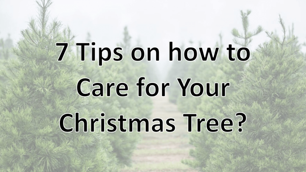 How Do You Care for Your Christmas Tree? 