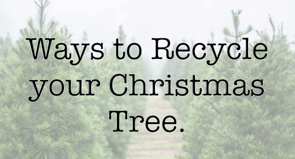 How to Recycle Your Christmas Tree? Top 8 Eco-friendly ways 