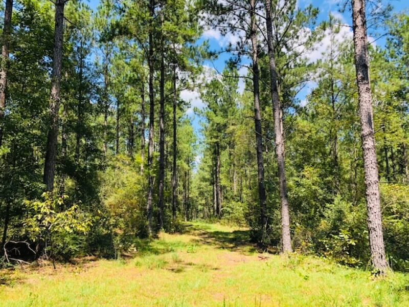 Land-for-sale-in-Marion-County-MS