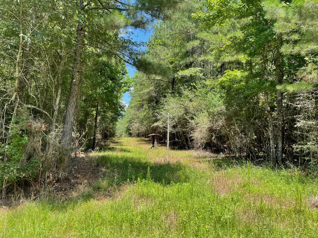 118-acres-Marion-County-MS-hunting-land-for-sale