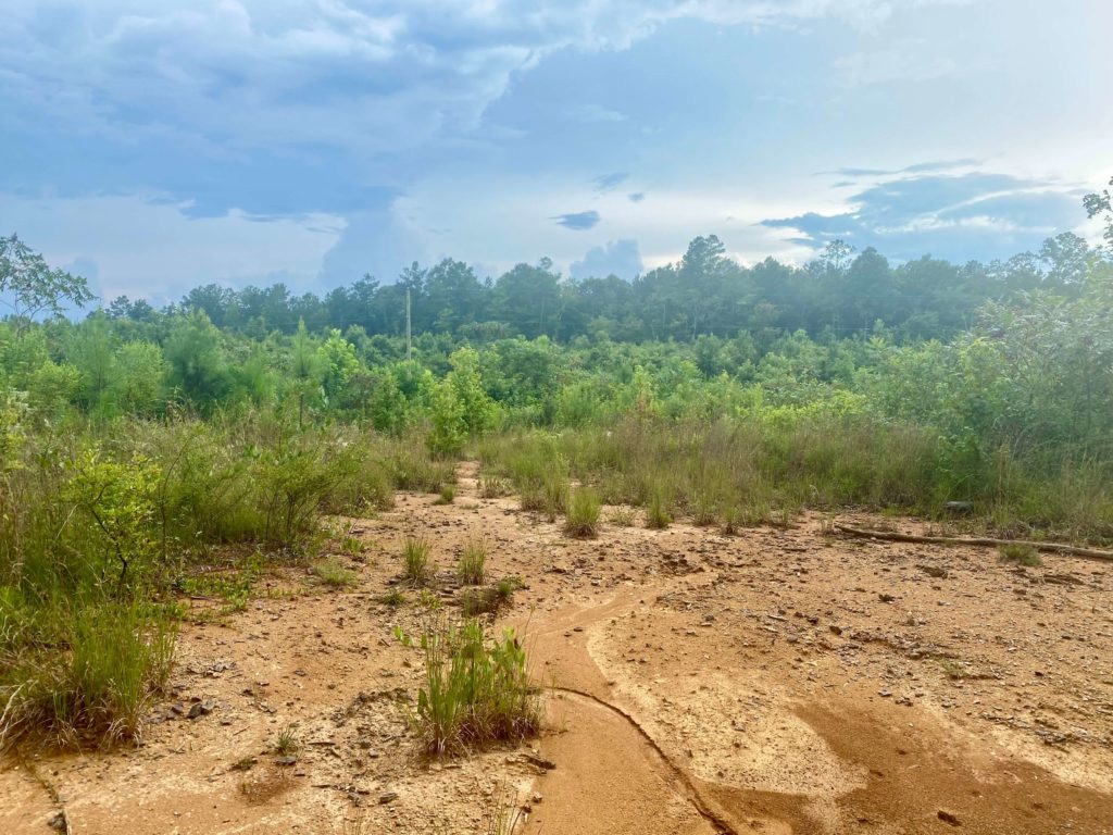 8-Acres-Land-for-Sale-in-Simpson-County-MS