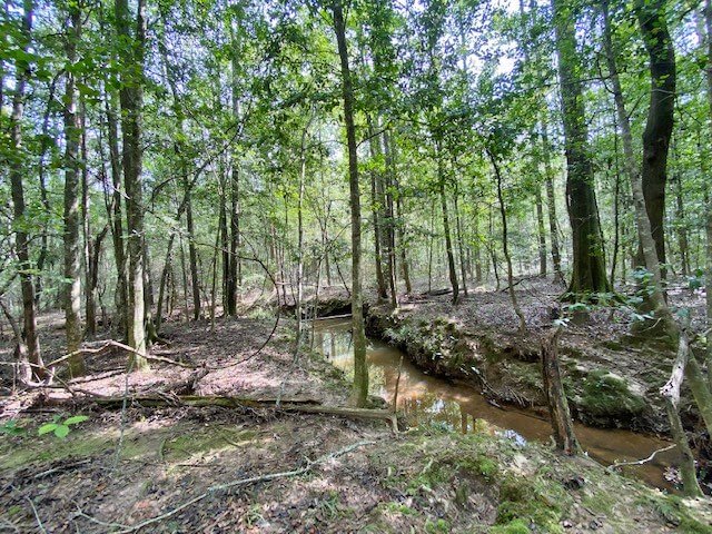 Hunting-Land-for-Sale-in-Mississippi-56-Acres-Lincoln-County-MS