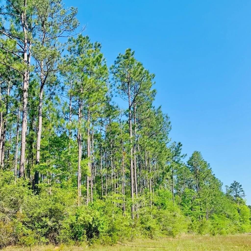 Land-for-Sale-in-George-County-MS-197-Acres