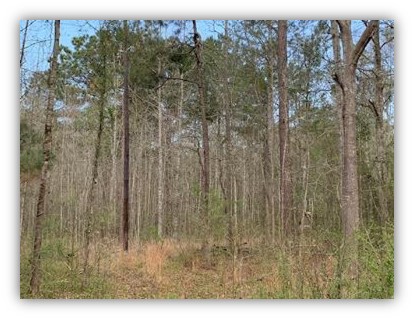 11 Acres Land for Sale in Scott County MS Forrest MS
