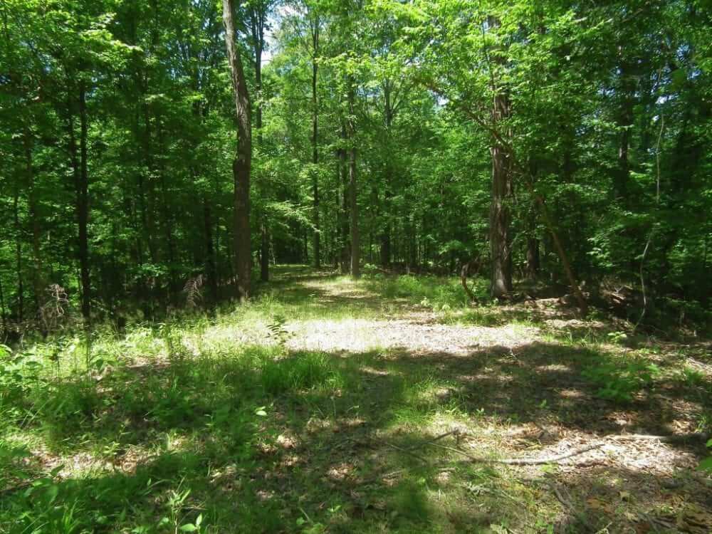 46-Acres-Hunting-and-Timberland-for-Sale-in-Hinds-County-MS