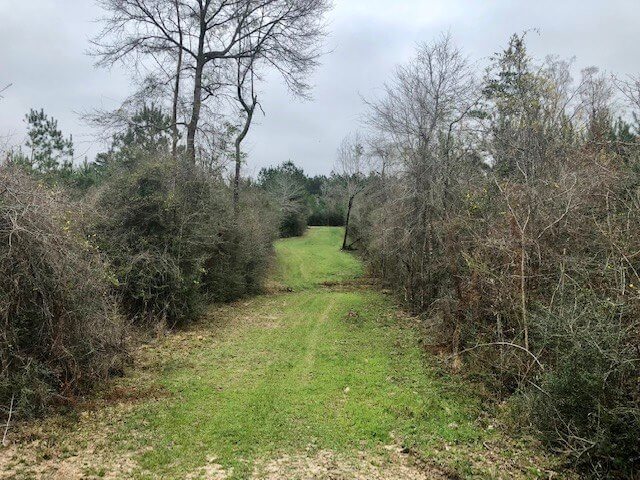 84-Acres-Hunting-and-Timberland-for-Sale-in-Amite-County-MS