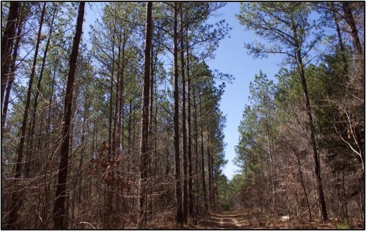 Land-for-Sale-in-Lafayette-County-MS-194-Acres-Timberland