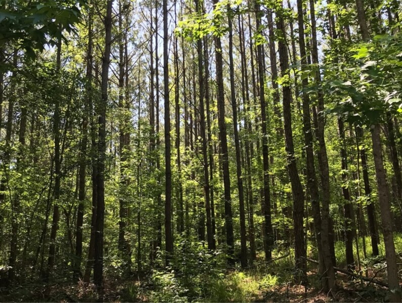 Land-for-Sale-in-Leake-County-120-Acres-Timberland