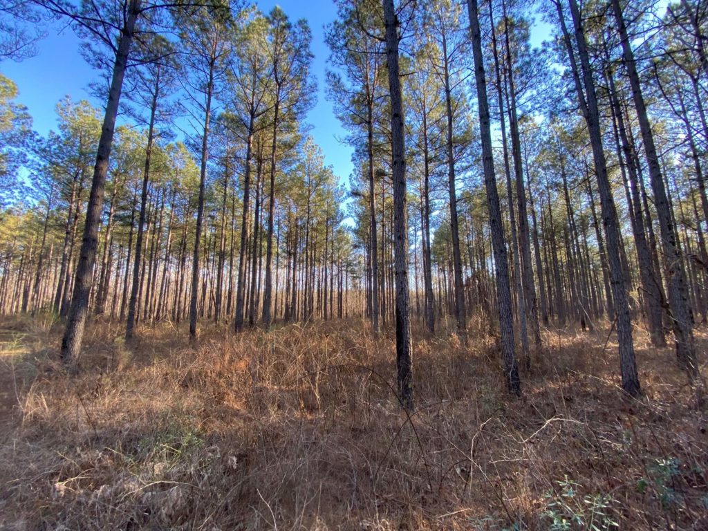 Land-for-Sale-in-Oktibbeha-County-MS-231-Acres-Hunting-and-Timberland