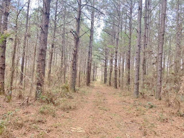 Mississippi-Hunting-Land-for-Sale-36-Acres-Walthall-County-MS