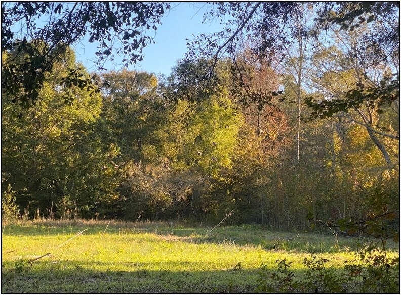 Recreational-Land-for-Sale-in-Webster-County-MS-131-Acres