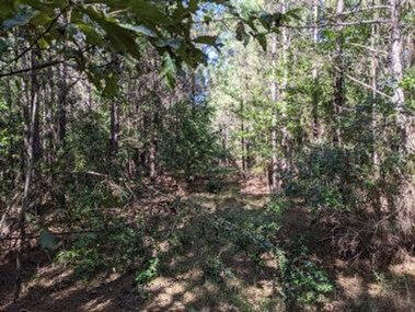 40-Acres-Recreational-Land-for-Sale-in-Franklin-County-MS