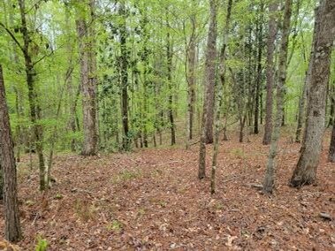 80-Acres-Hunting-Land-for-Sale-in-Franklin-County-MS