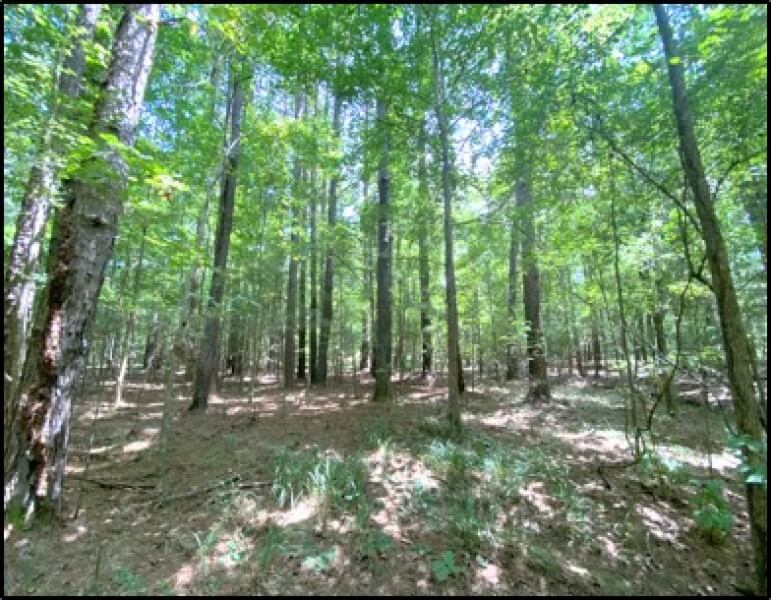 89-Acres-Hunting-Land-for-Sale-in-Hinds-County-MS