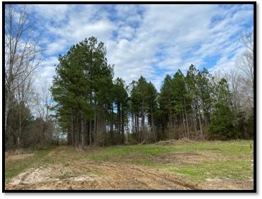 Land-for-Sale-in-Jasper-County-MS-132-Acres-Wooded