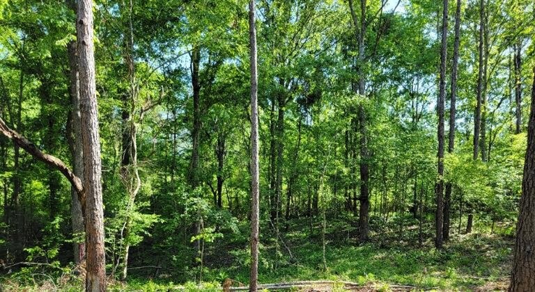 Land-for-Sale-in-Jefferson-County-MS-161-Acres-Hunting-and-Camping