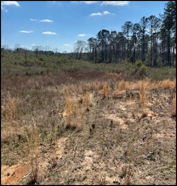 Land-for-Sale-in-Lawrence-County-MS-130-Acres-Hunting-Property