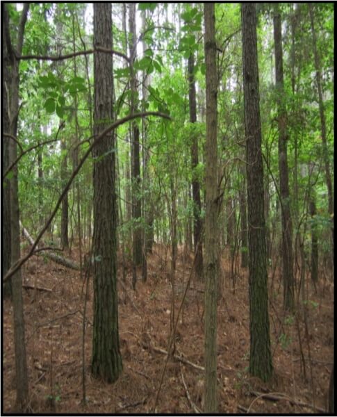 Recreational-Land-for-Sale-in-Mississippi-Tishomingo-County-Lots