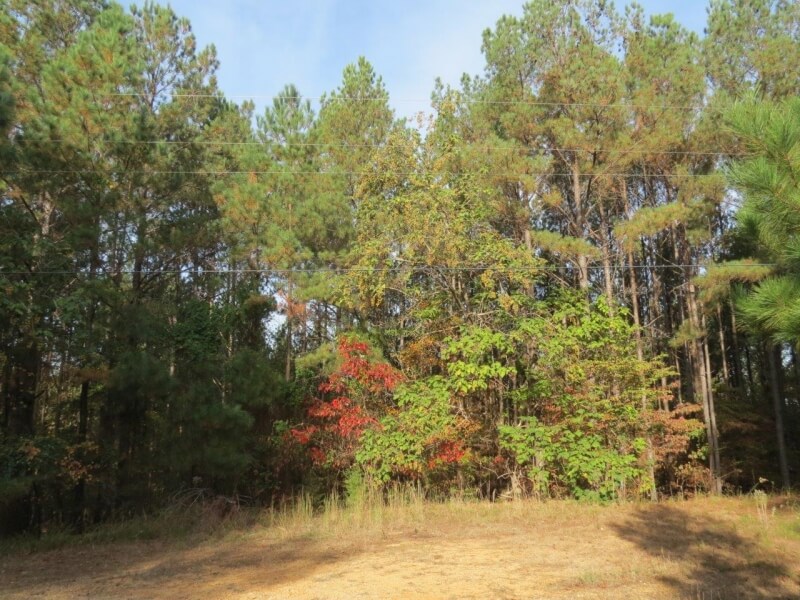 Recreational-Land-for-Sale-in-Mississippi-Tishomingo-County