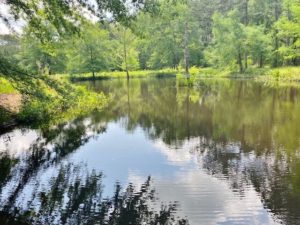 Turkey-Hunting-Land-for-Sale-in-Pike-County-MS