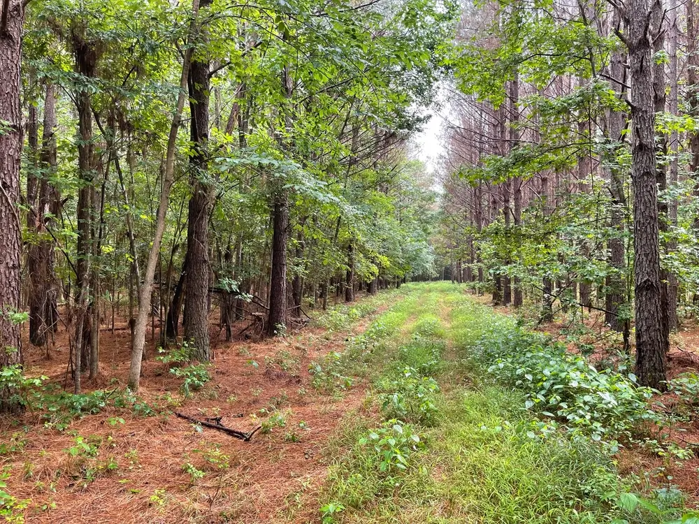 Land-for-Sale-in-Mississippi-375-Acres-Choctaw-County