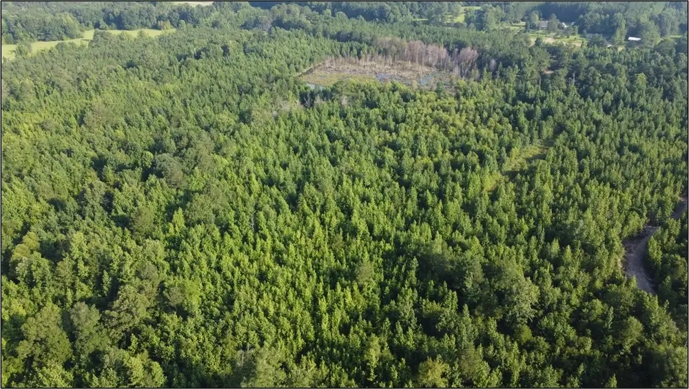 Land-for-Sale-in-Webster-County-MS-80-Acres-Wooded