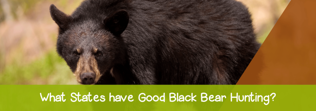 What-States-have-Good-Black-Bear-Hunting?