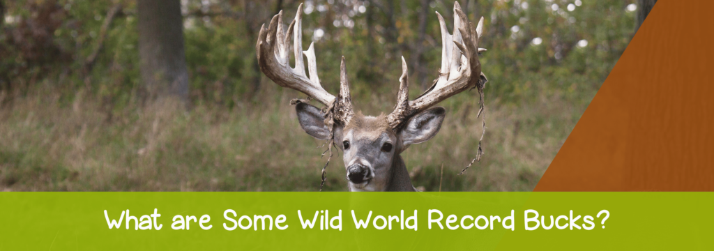 What-are-Some-Wild-World-Record-Bucks