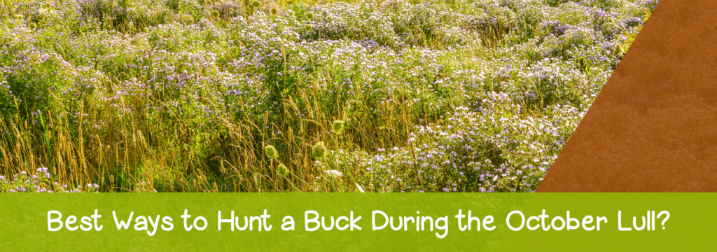 Best-Ways-to-Hunt-a-Buck-During-the-October-Lull
