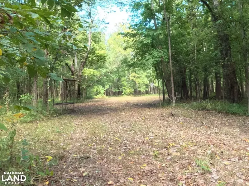 109-Acres-Timber-Land-for-Sale-in-Wilkinson-County-MS