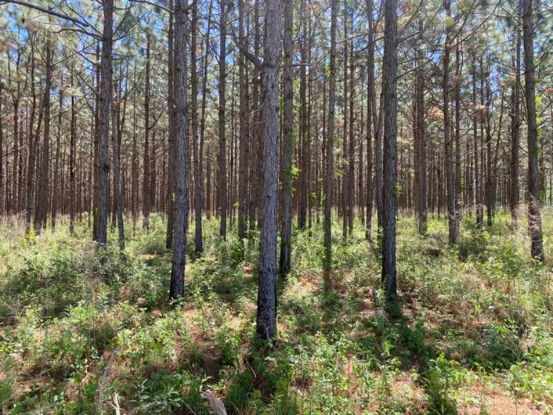 Land-for-Sale-in-Lincoln-County-MS-15-Acres-Timber-Land