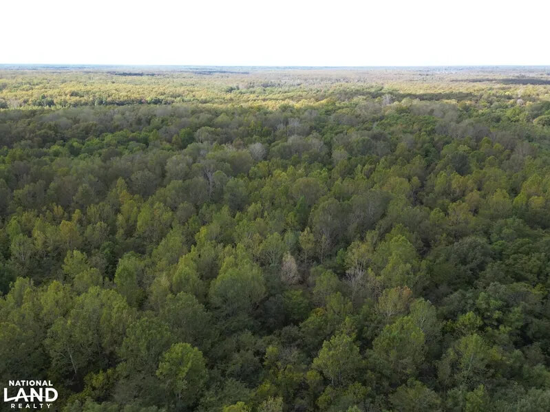 Land-for-Sale-in-Wilkinson-County-MS-110-Acres-Timber-Land