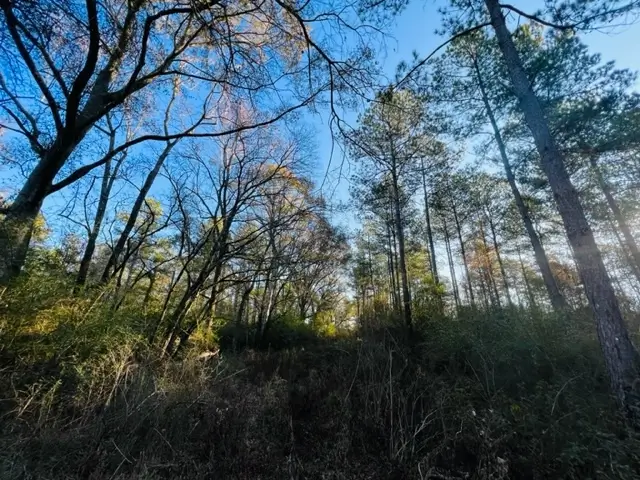 42-Acres-Timber-Land-for-Sale-in-Walthall-County-MS